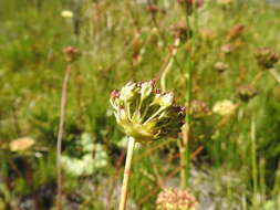 Image of Hermas ciliata L. fil.