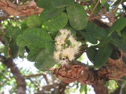 Imagem de Syzygium cordatum subsp. cordatum