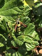 Imagem de Synanthedon mellinipennis Boisduval 1836