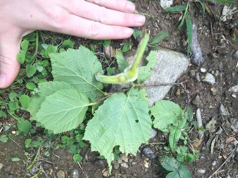 Image of Corylus sieboldiana Blume