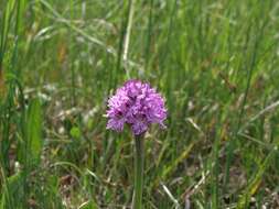 Sivun Neotinea tridentata subsp. tridentata kuva