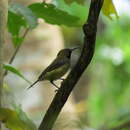 Image of Principe Sunbird