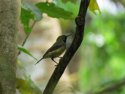 Image of Principe Sunbird