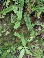 Image of Adiantum edgeworthii Hook.