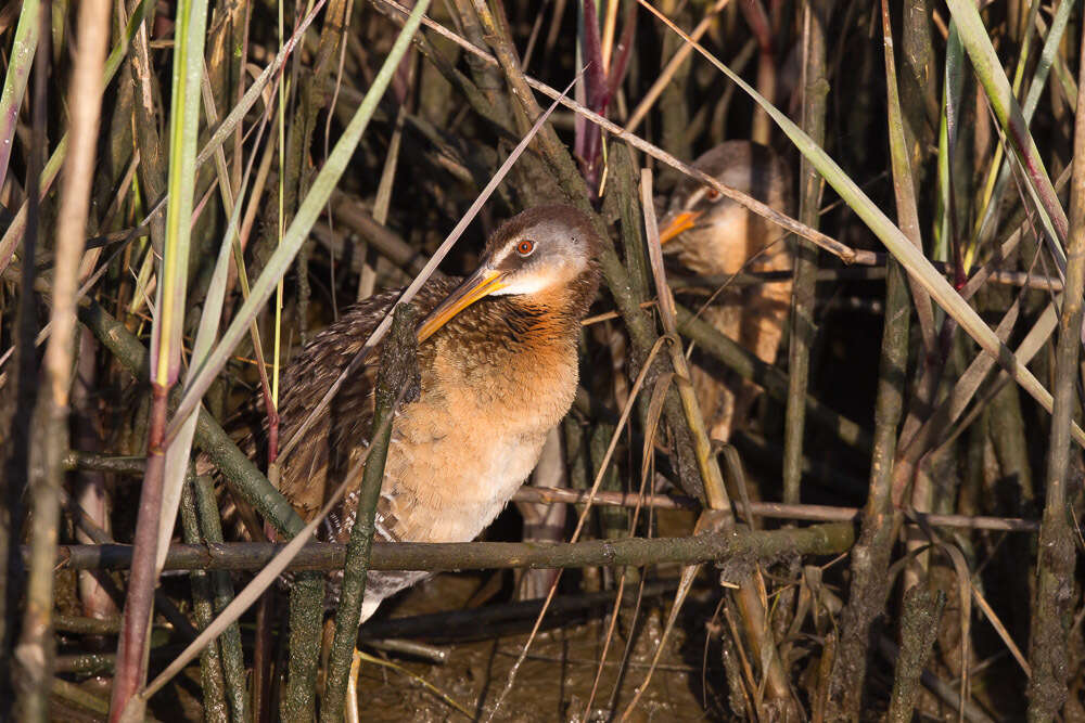 Image of Clapper Rail