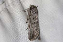 Слика од Ectopatria paurogramma Lower 1901