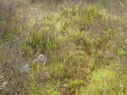 Image of Stipa austroitalica Martinovský