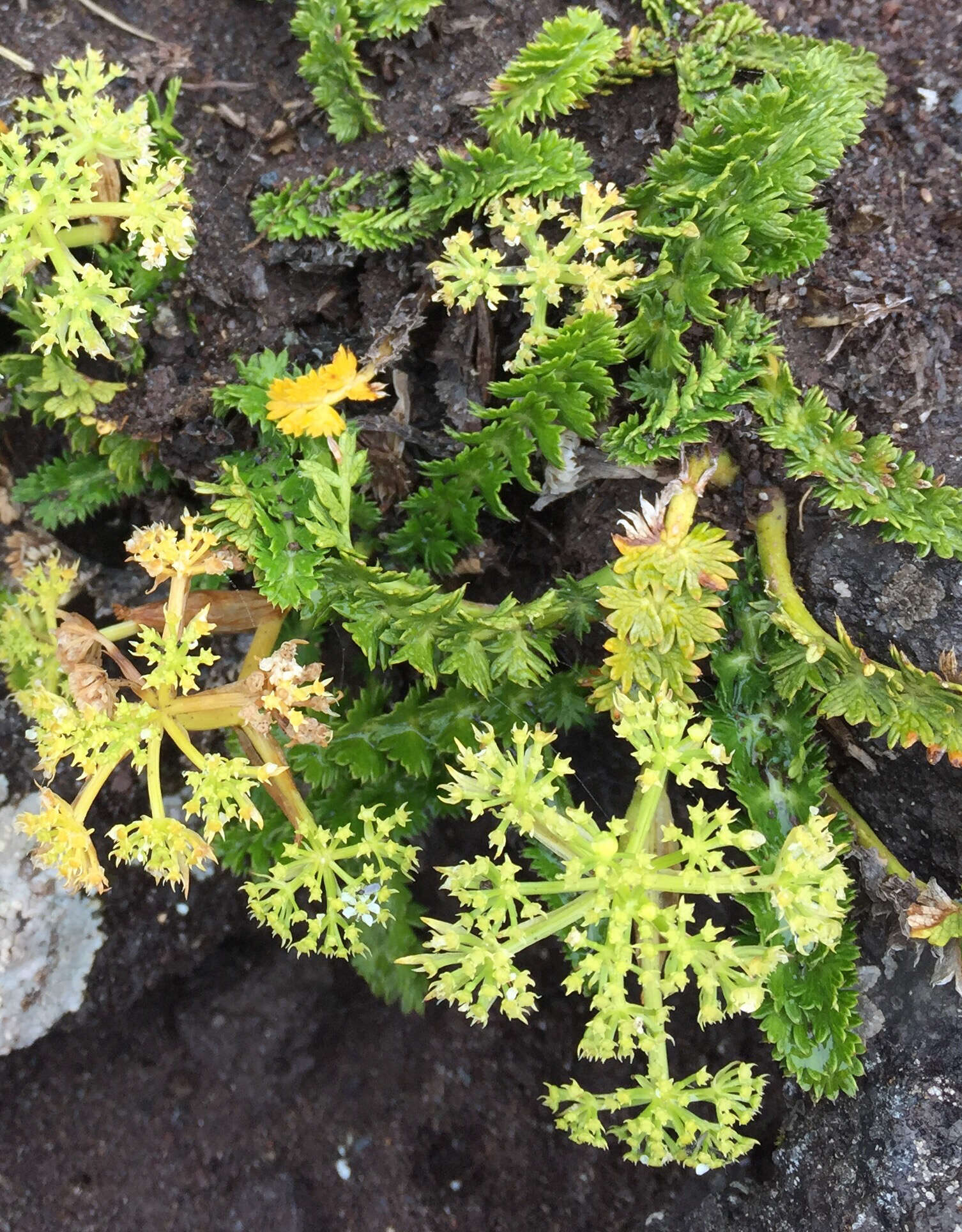 Imagem de Anisotome aromatica Hook. fil.