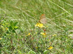 Image de Speyeria zerene Boisduval 1852