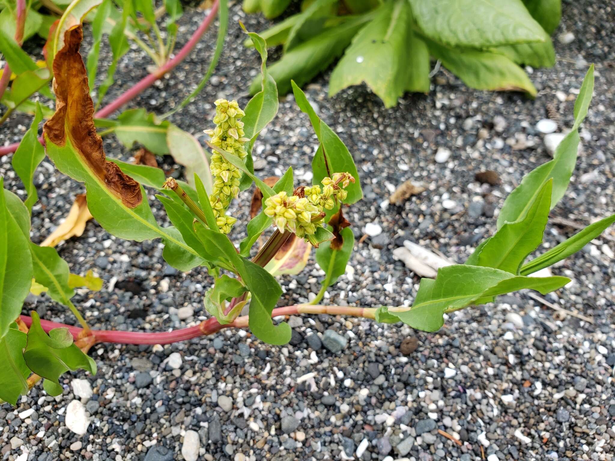 Image of Pacific Willow Dock