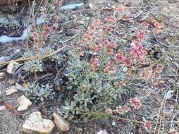 Image of Eriogonum wrightii var. oresbium J. L. Reveal