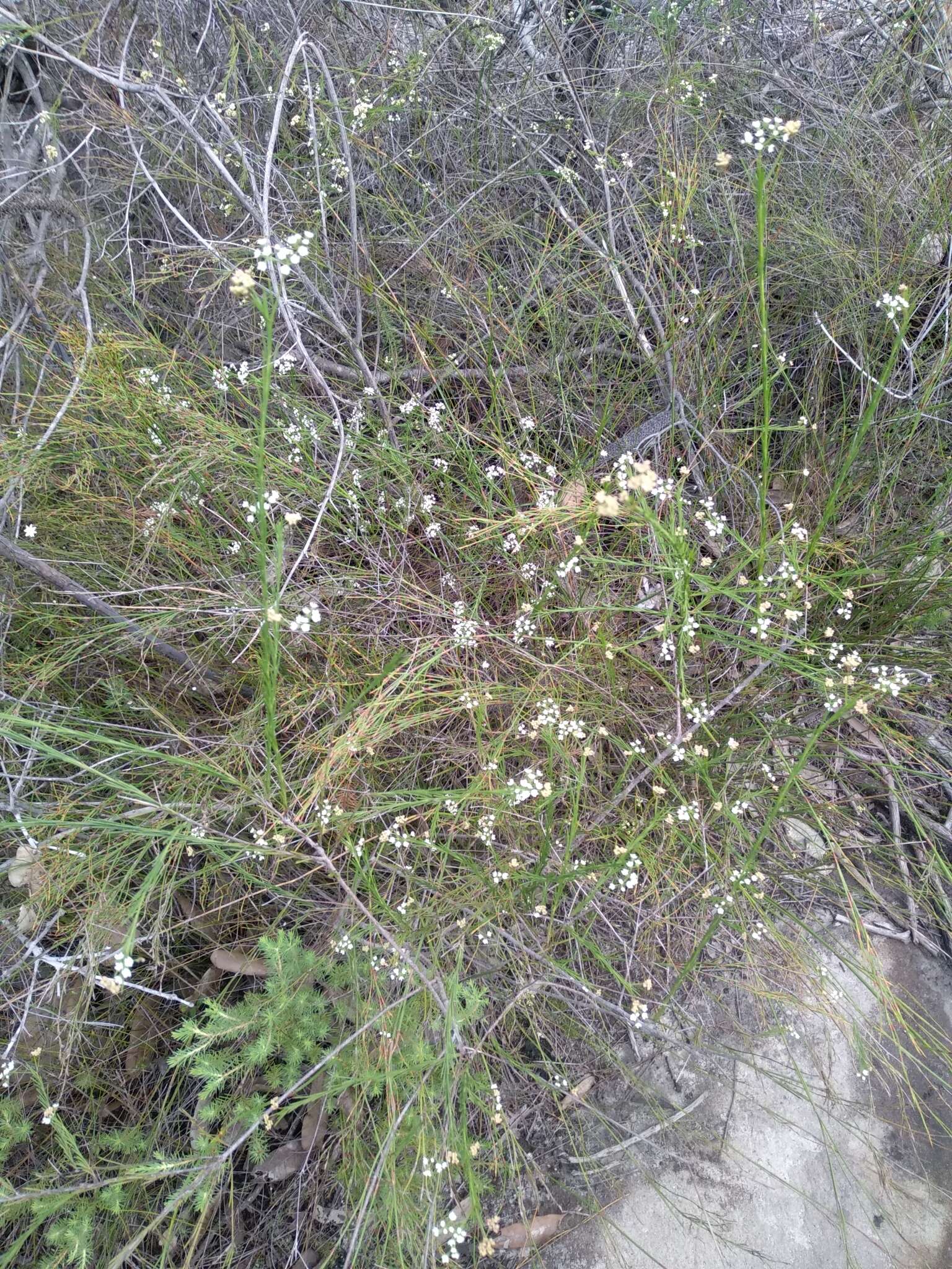 Imagem de Platysace linearifolia (Cav.) C. Norman