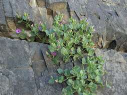 Image de Mirabilis multiflora var. glandulosa (Standl.) J. F. Macbride