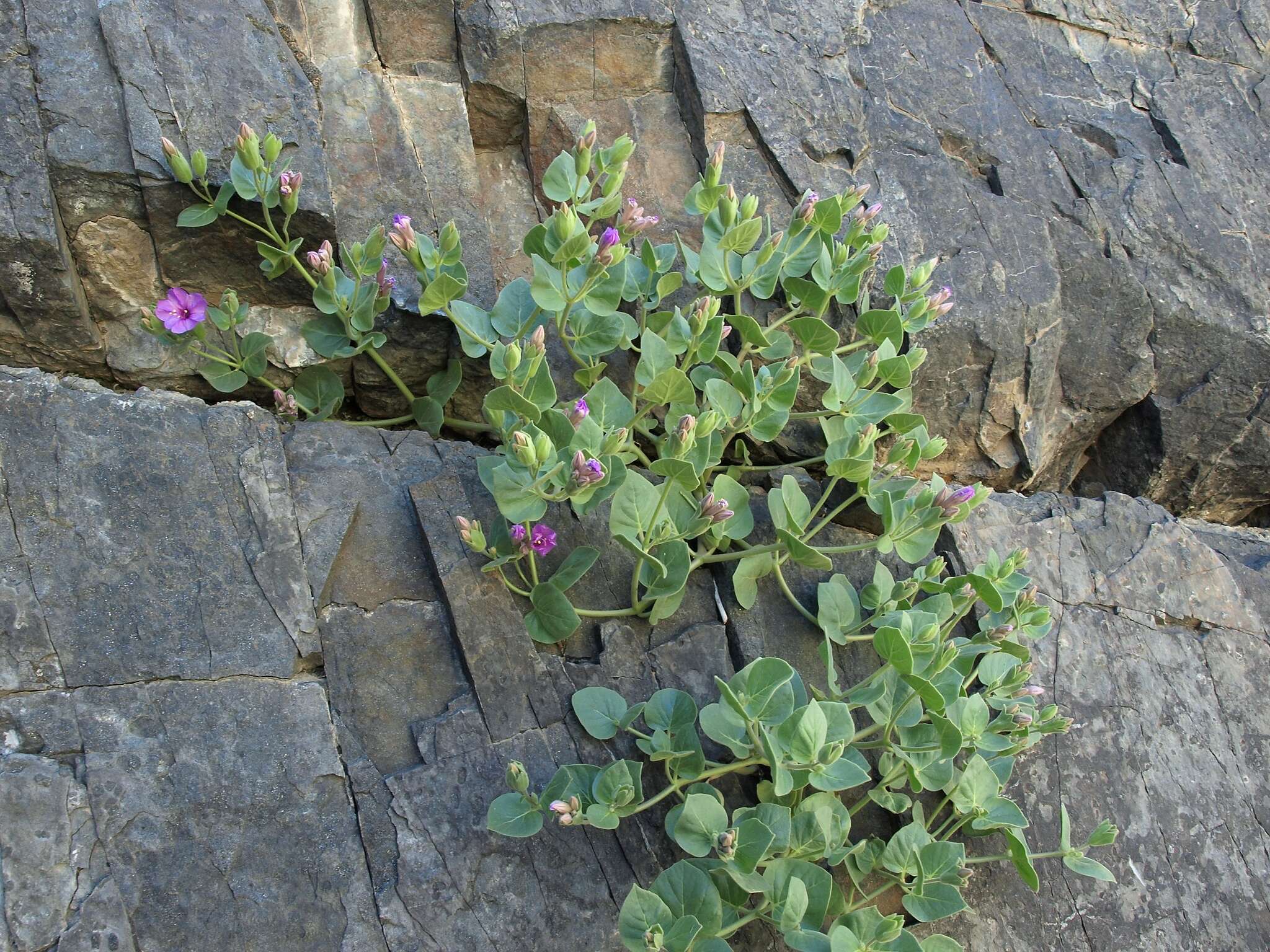 Image de Mirabilis multiflora var. glandulosa (Standl.) J. F. Macbride