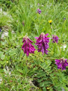 Plancia ëd Hedysarum hedysaroides subsp. hedysaroides