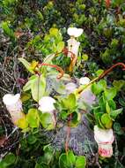 Image of Pitcher plant