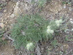 Image de Ptilostemon echinocephalus (Willd.) Greuter