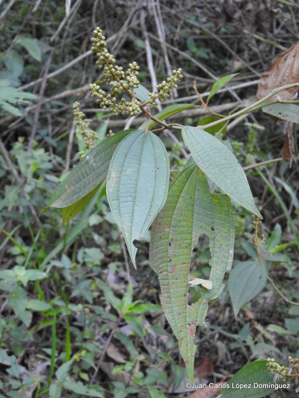 صورة Miconia sylvatica (Schltdl.) Naud.