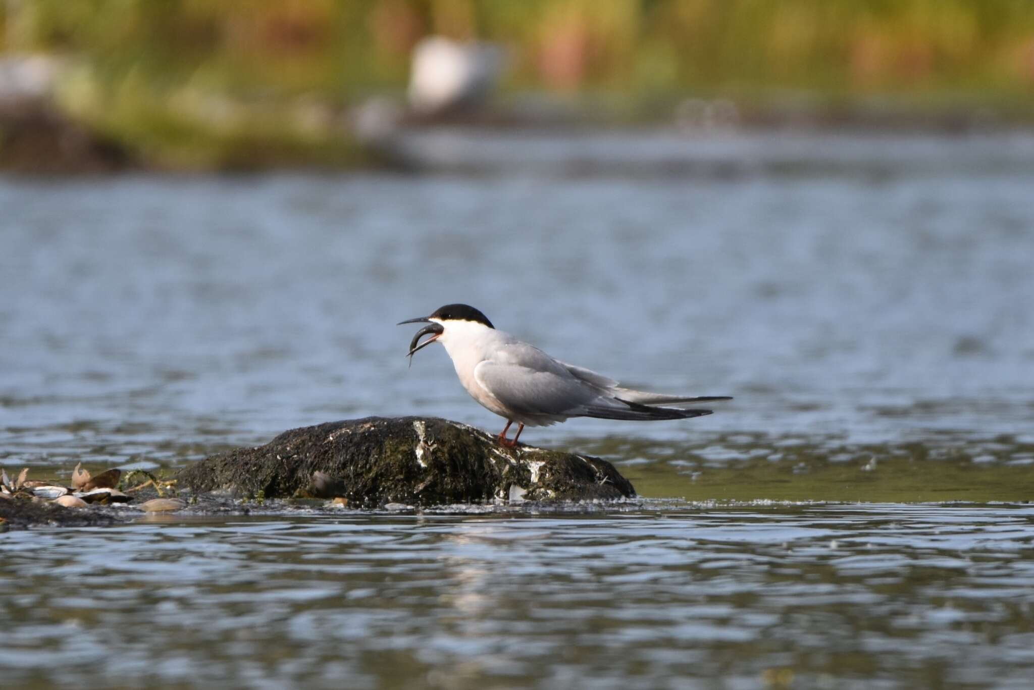 Sivun Sterna hirundo longipennis Nordmann 1835 kuva