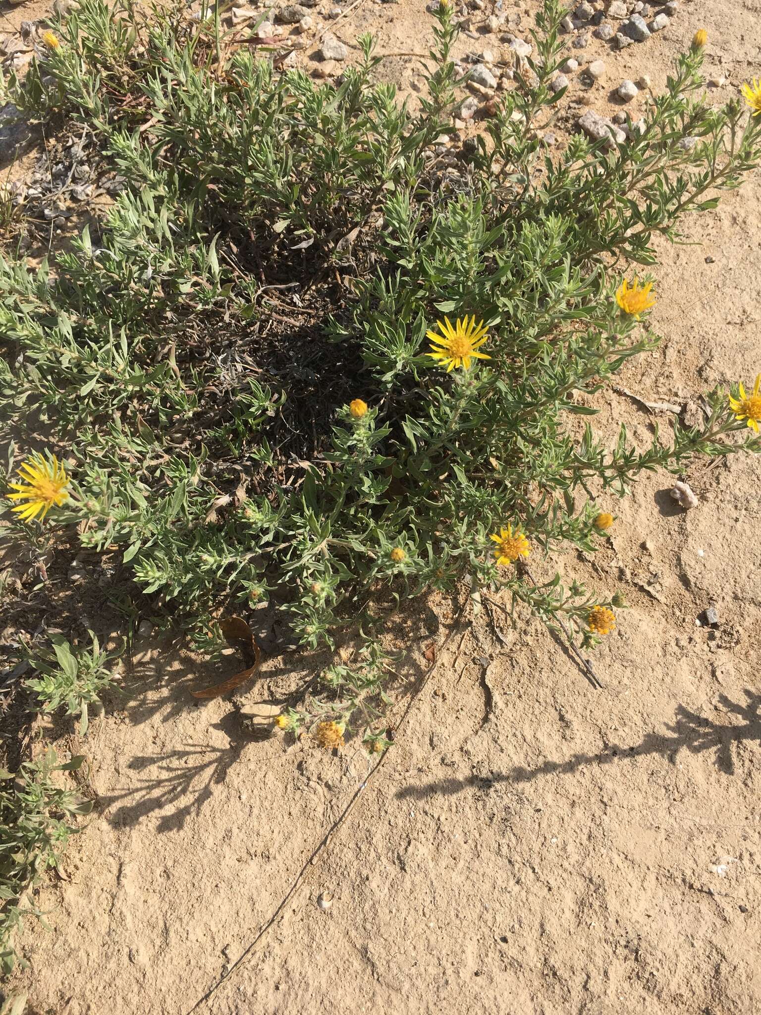 Image of hoary false goldenaster