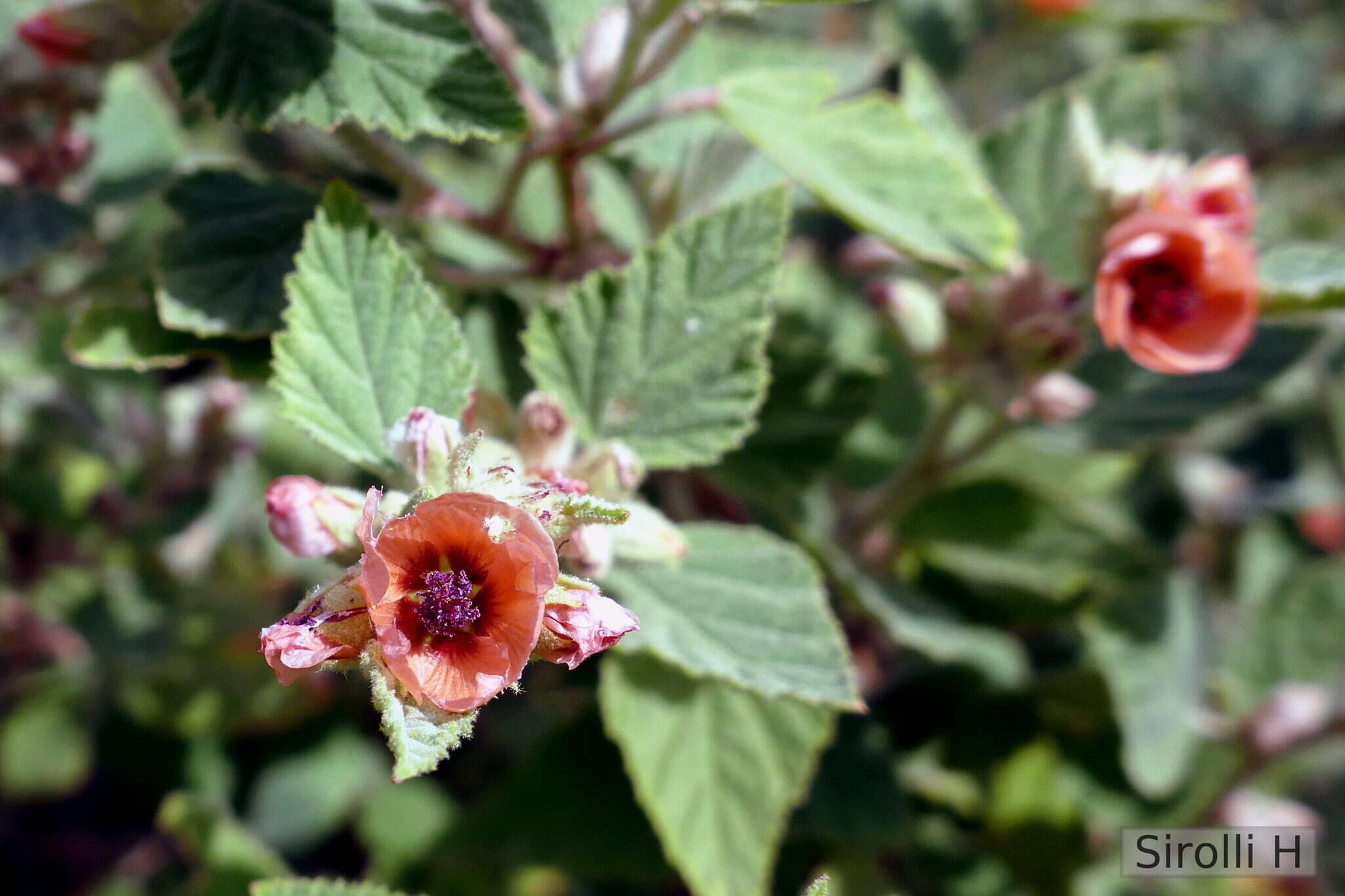 Imagem de Sphaeralcea bonariensis (Cav.) Griseb.