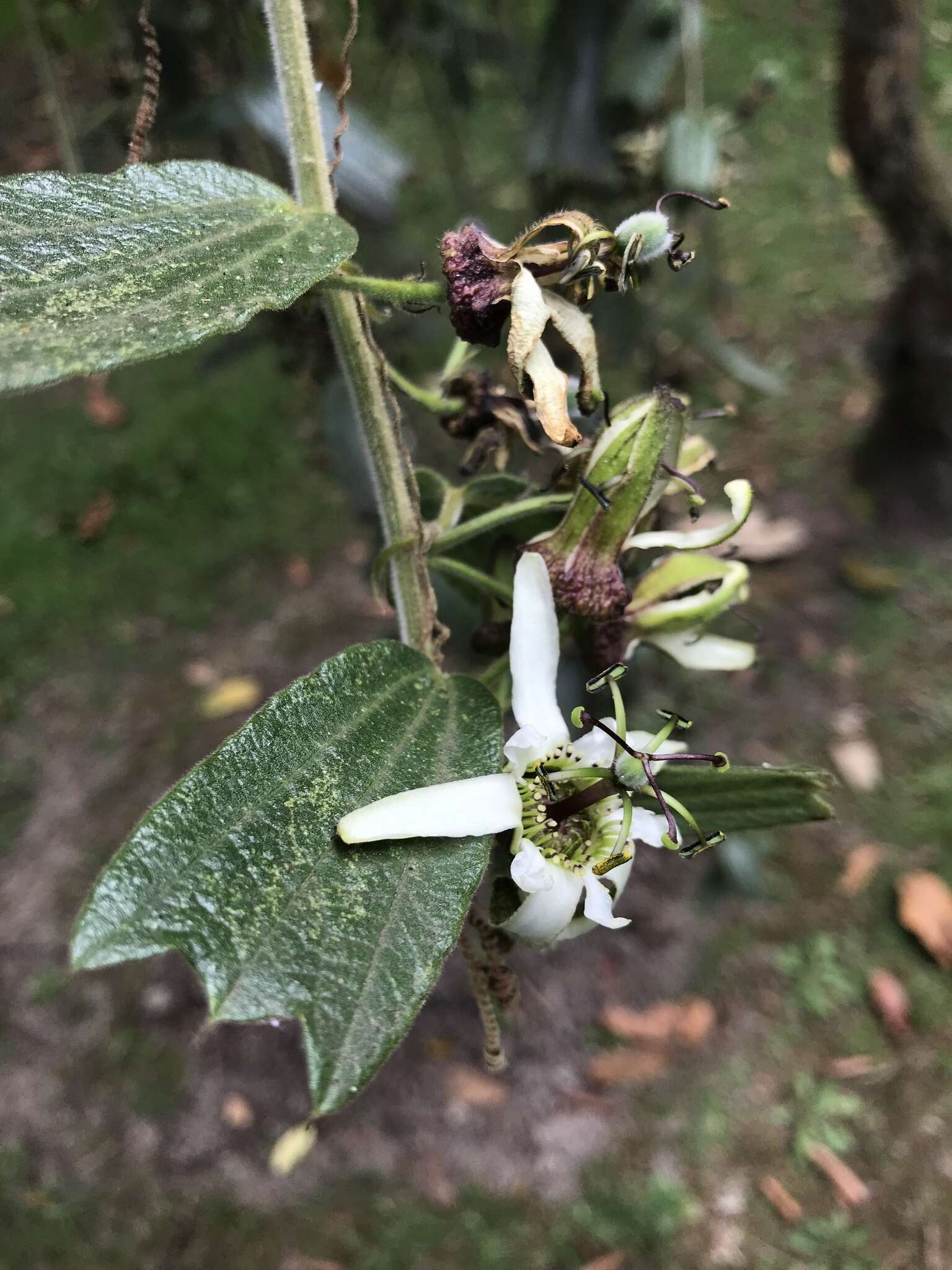 Imagem de Passiflora bogotensis Benth.