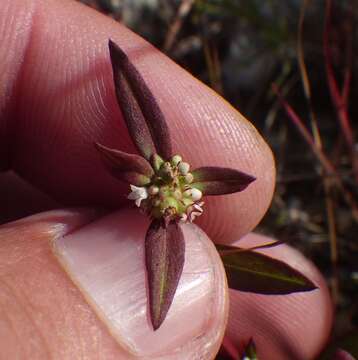 Image of Florida false buttonweed