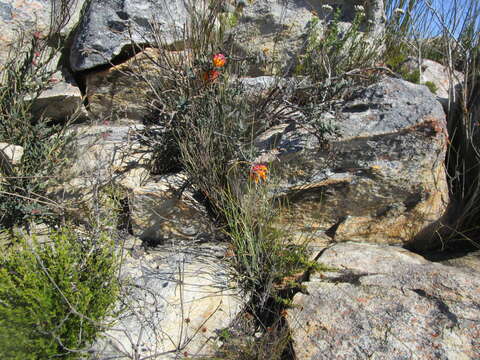 Plancia ëd Liparia splendens subsp. comantha (Eckl. & Zeyh.) Bos & de Wit