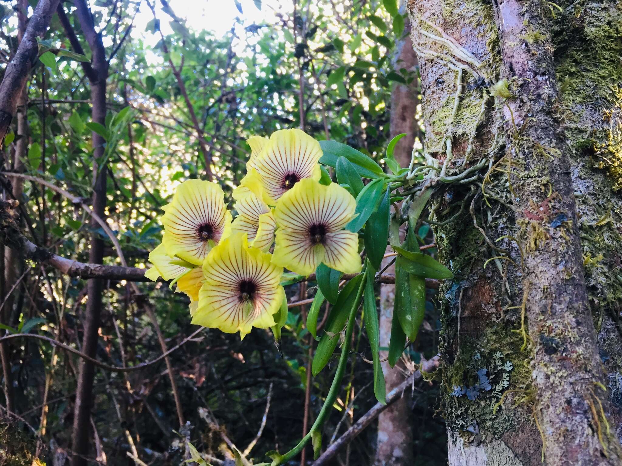 Image of Telipogon lehmannii Schltr.