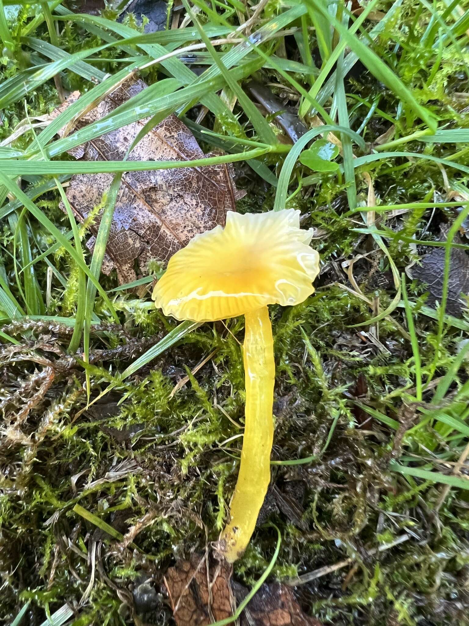 Image de Hygrocybe glutinipes (J. E. Lange) R. Haller Aar. 1956