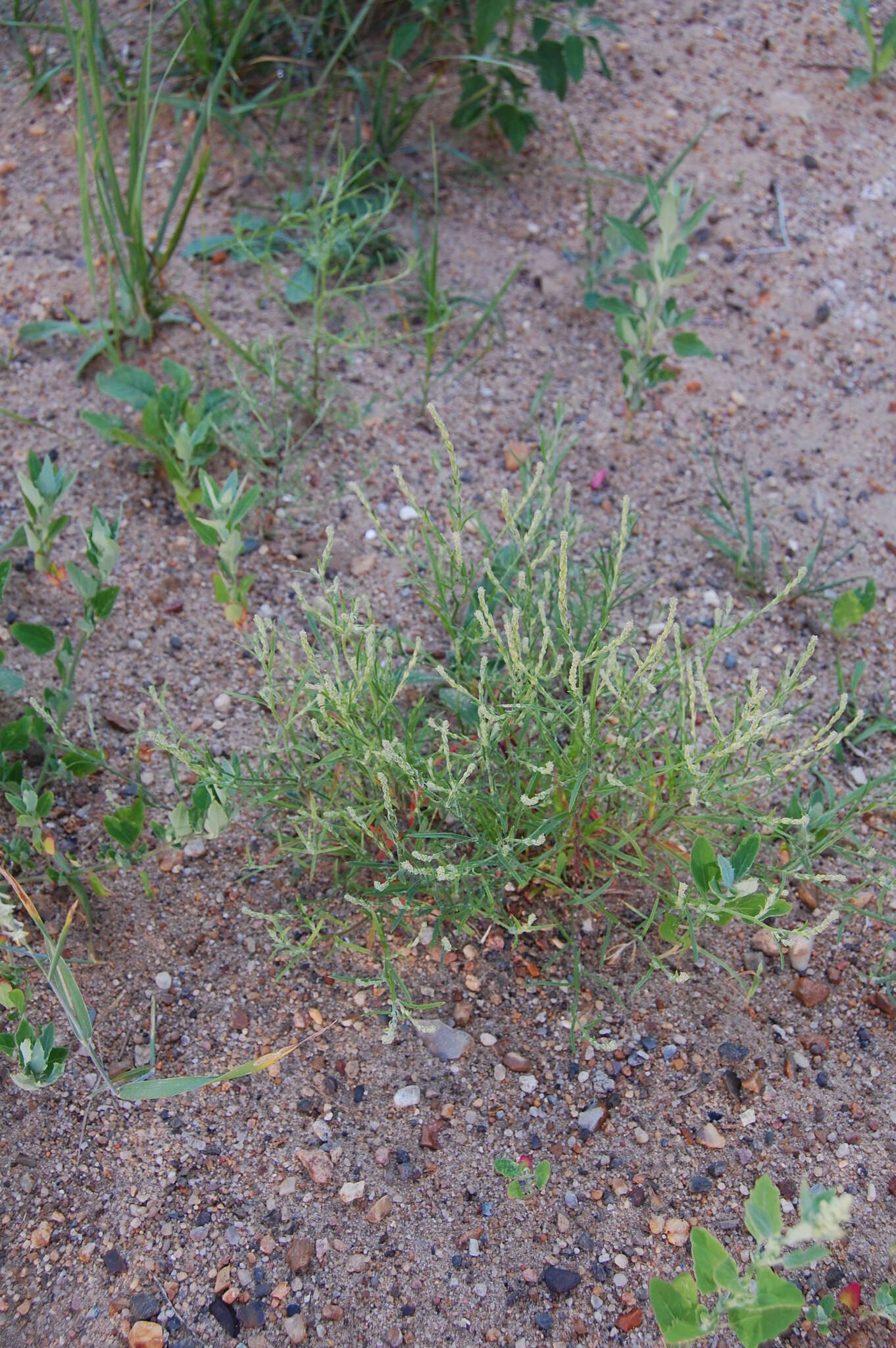 Image of Hyssop-Leaf Bugseed