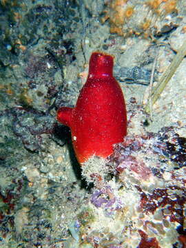 Image of red sea-squirt