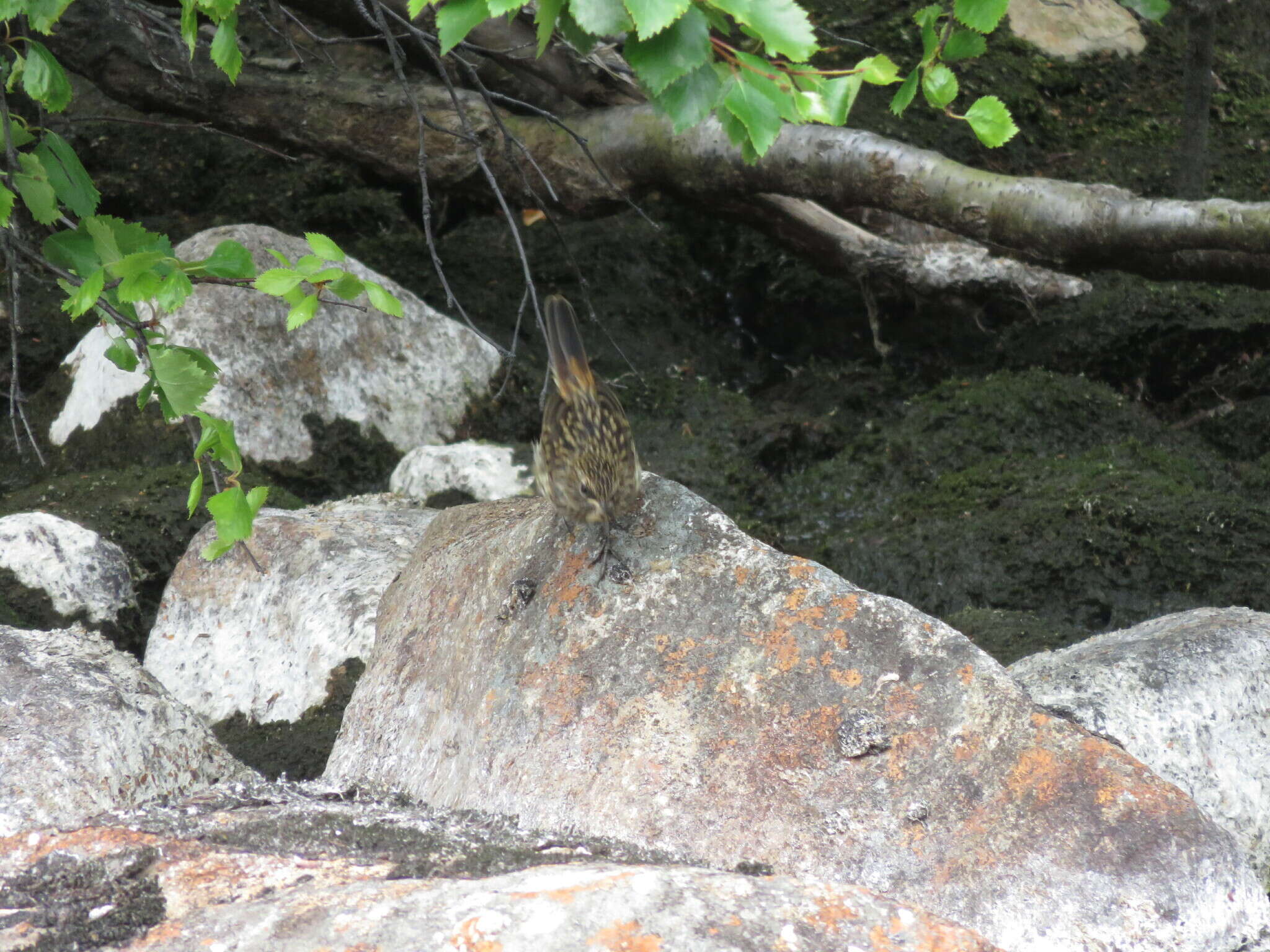 Image of Luscinia svecica svecica (Linnaeus 1758)