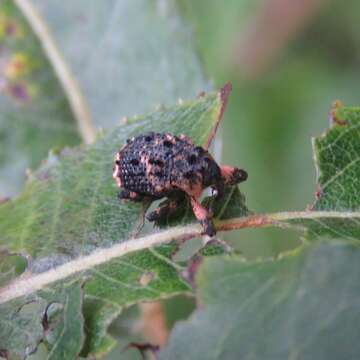 Image of Weevil