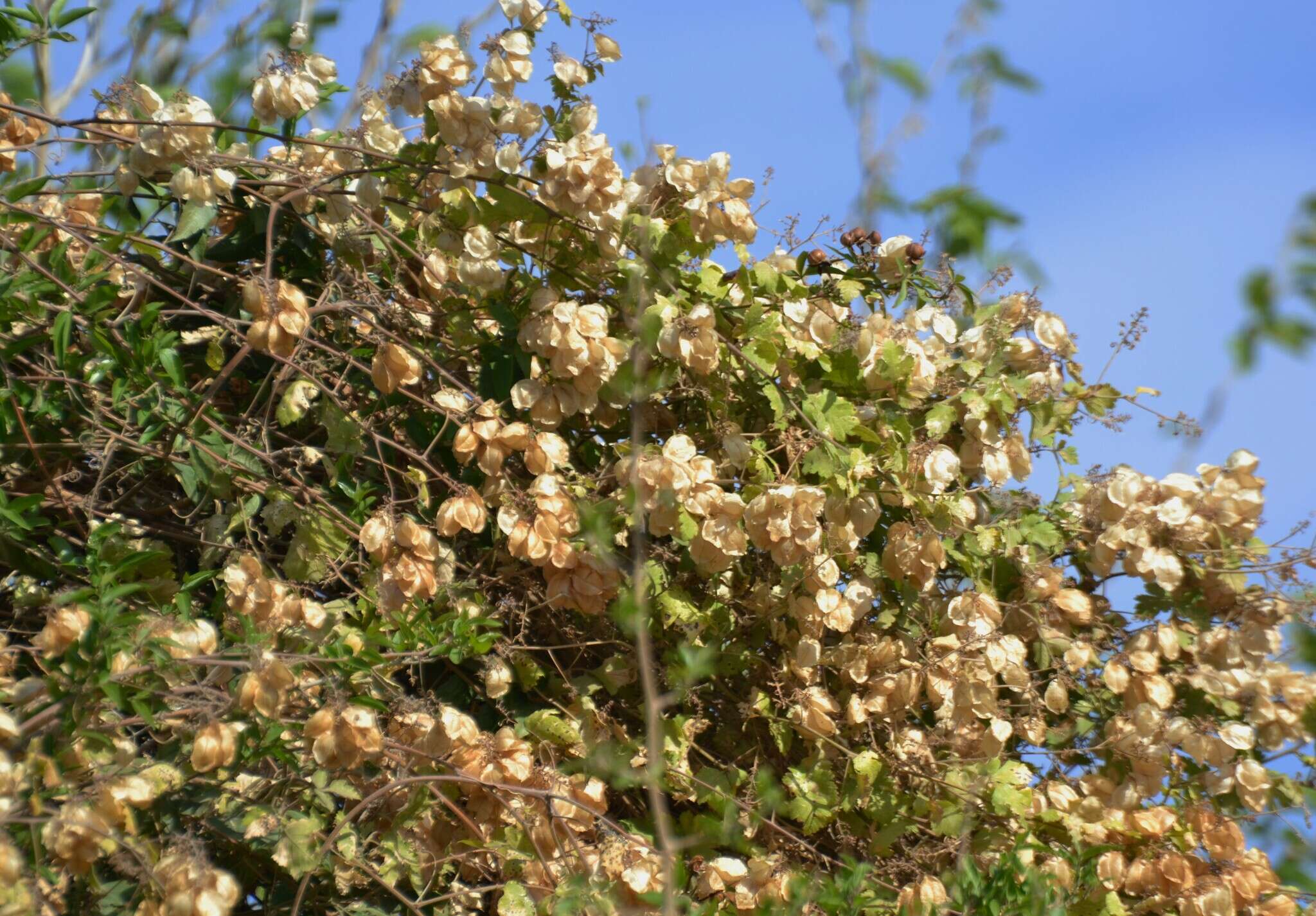 Urvillea chacoensis A. T. Hunziker的圖片