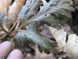 Image of Cut-Leaf Grape Fern