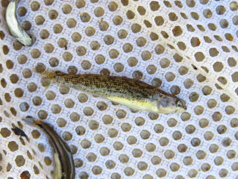 صورة Etheostoma uniporum Distler 1968