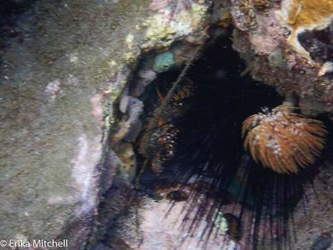 Image of Guinea Chick Lobster