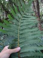 Image de Cibotium menziesii Hook.