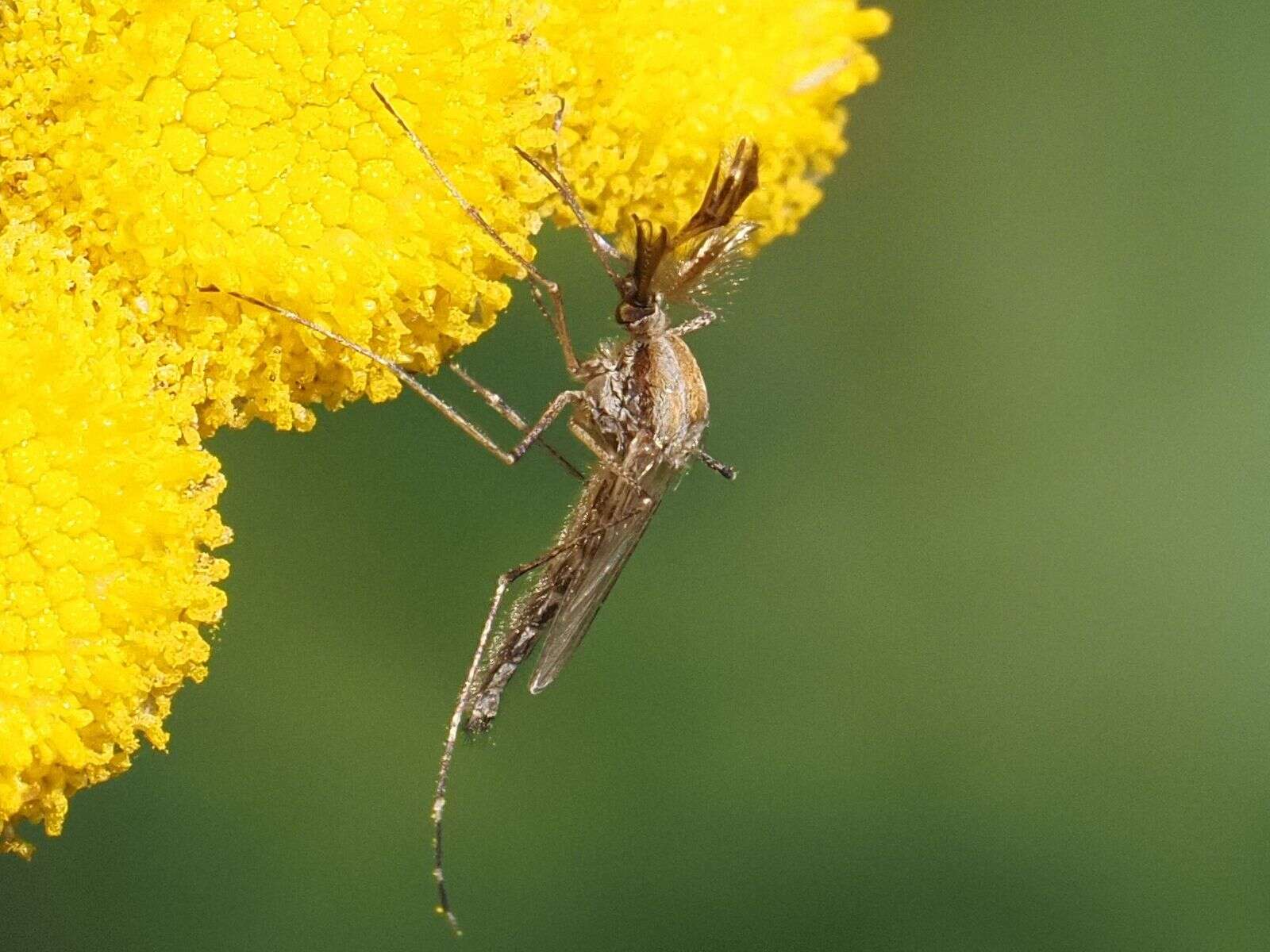 Image of Aedes caspius (Pallas 1771)