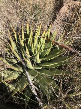 Aloe broomii Schönland resmi