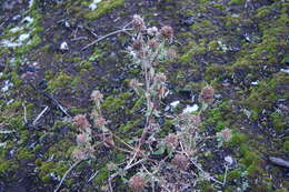 Image de dracocéphale à petite fleur