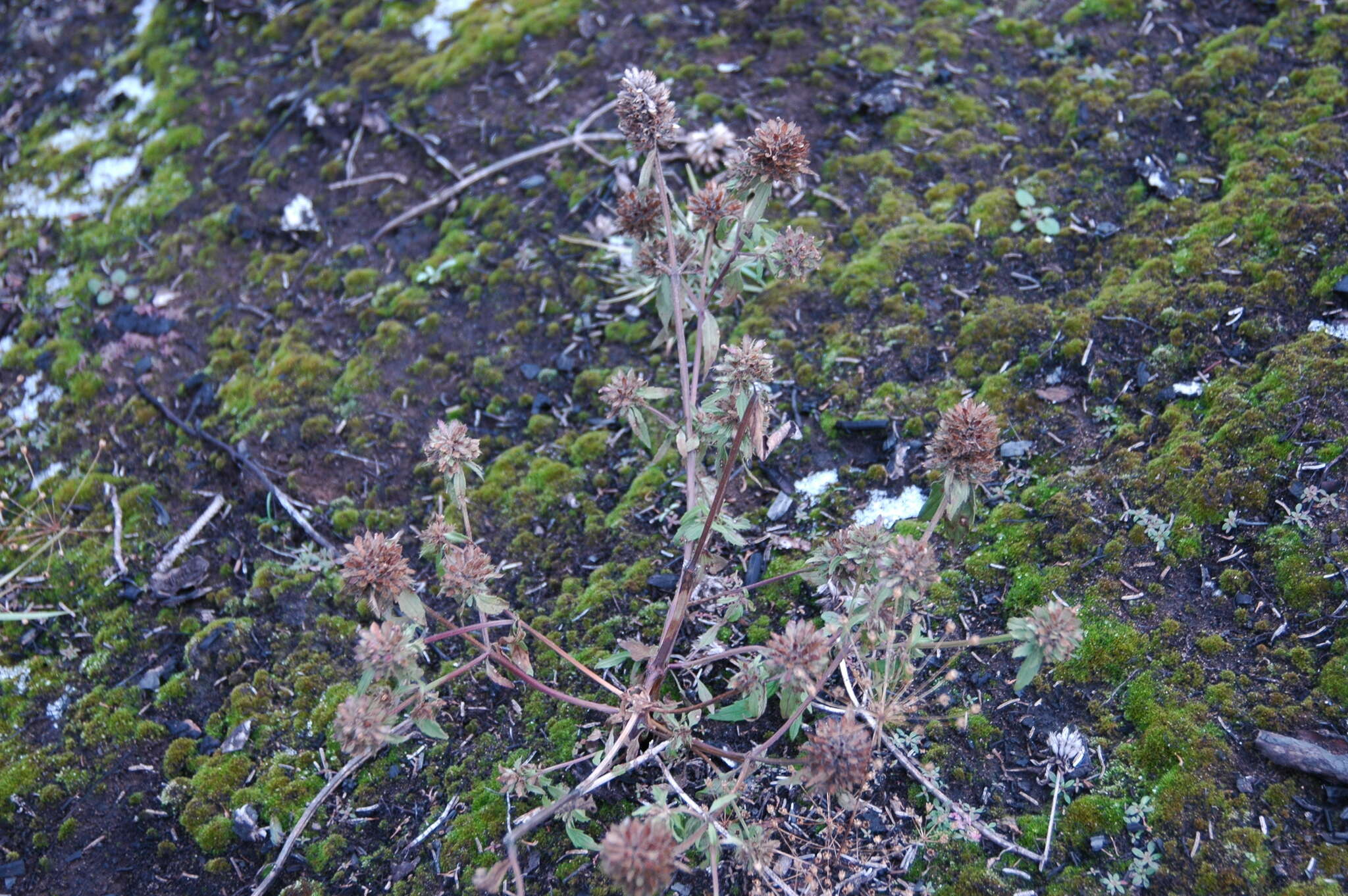 Image de dracocéphale à petite fleur