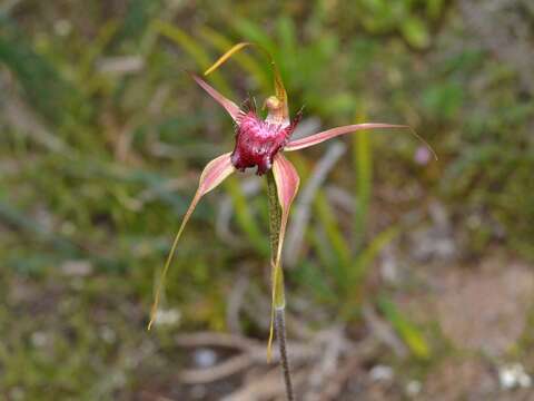 Caladenia ambusta A. P. Br. & G. Brockman的圖片