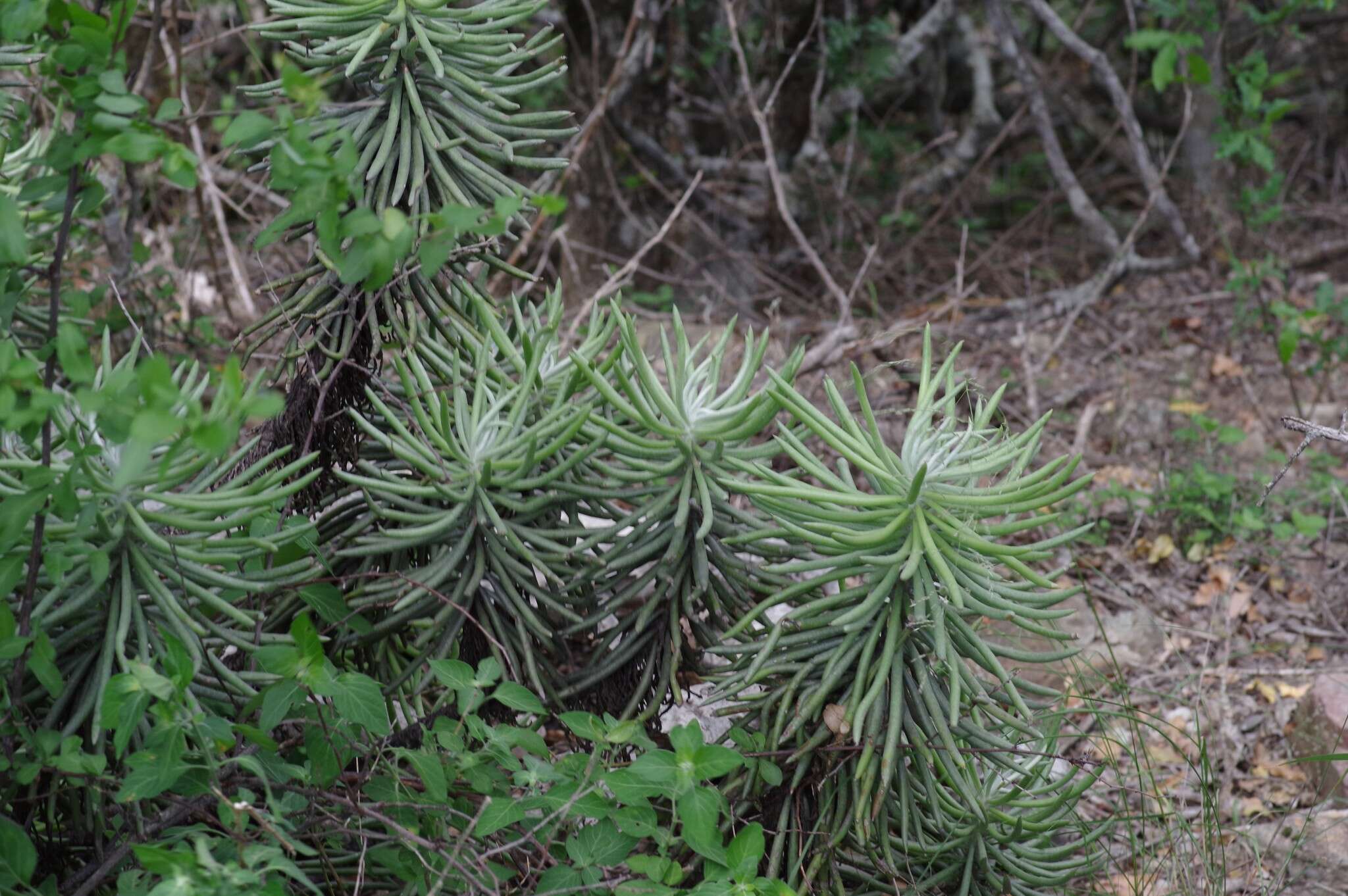 Image of Caputia pyramidata (DC.) B. Nord. & Pelser