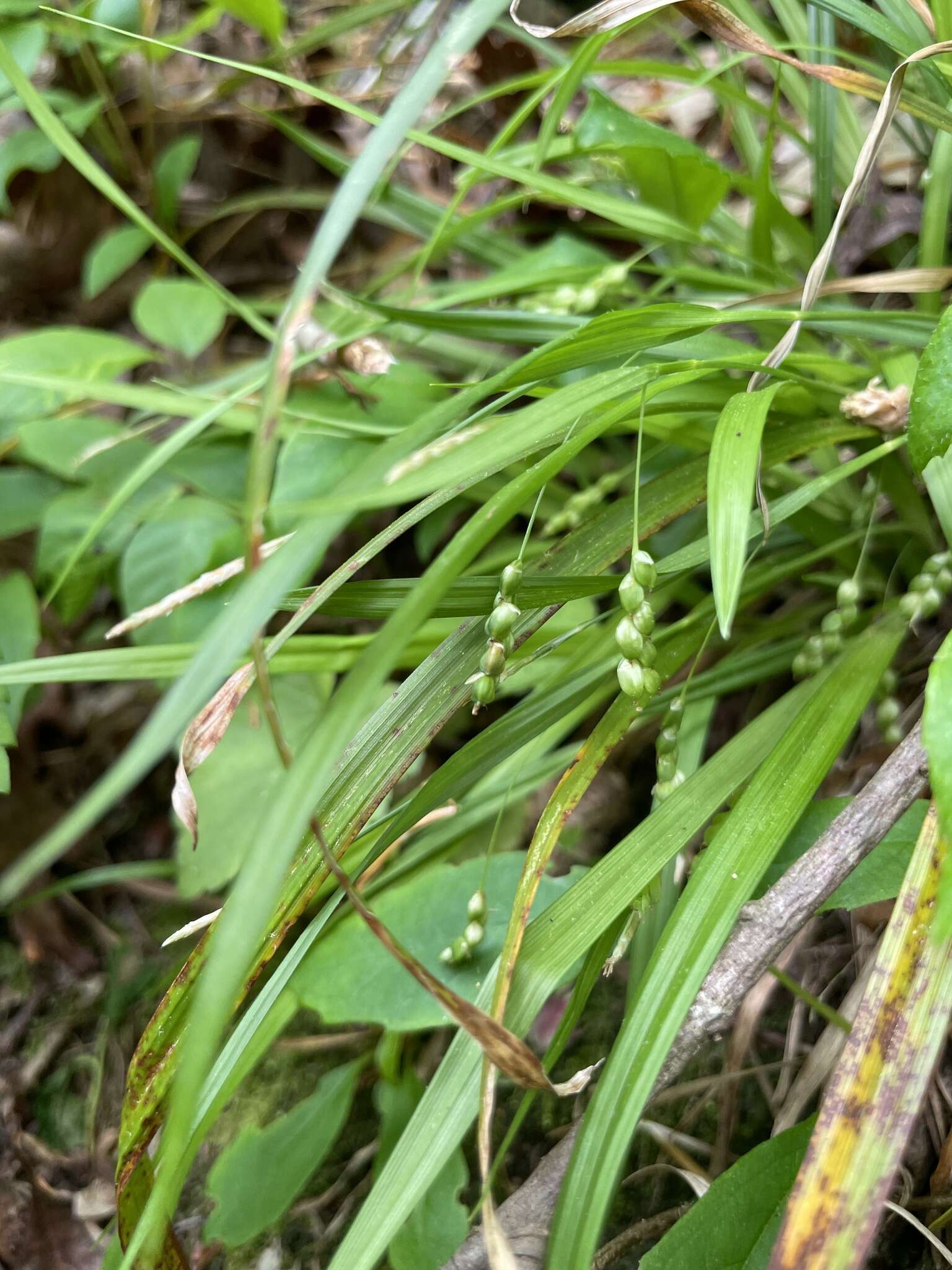 Image of slender woodland sedge