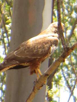 Image of Buteo buteo vulpinus (Gloger 1833)