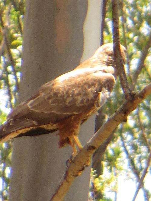 Imagem de Buteo buteo vulpinus (Gloger 1833)