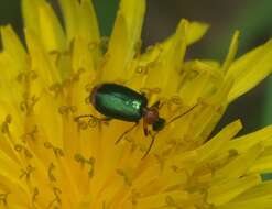 Image of Green-winged Lebia