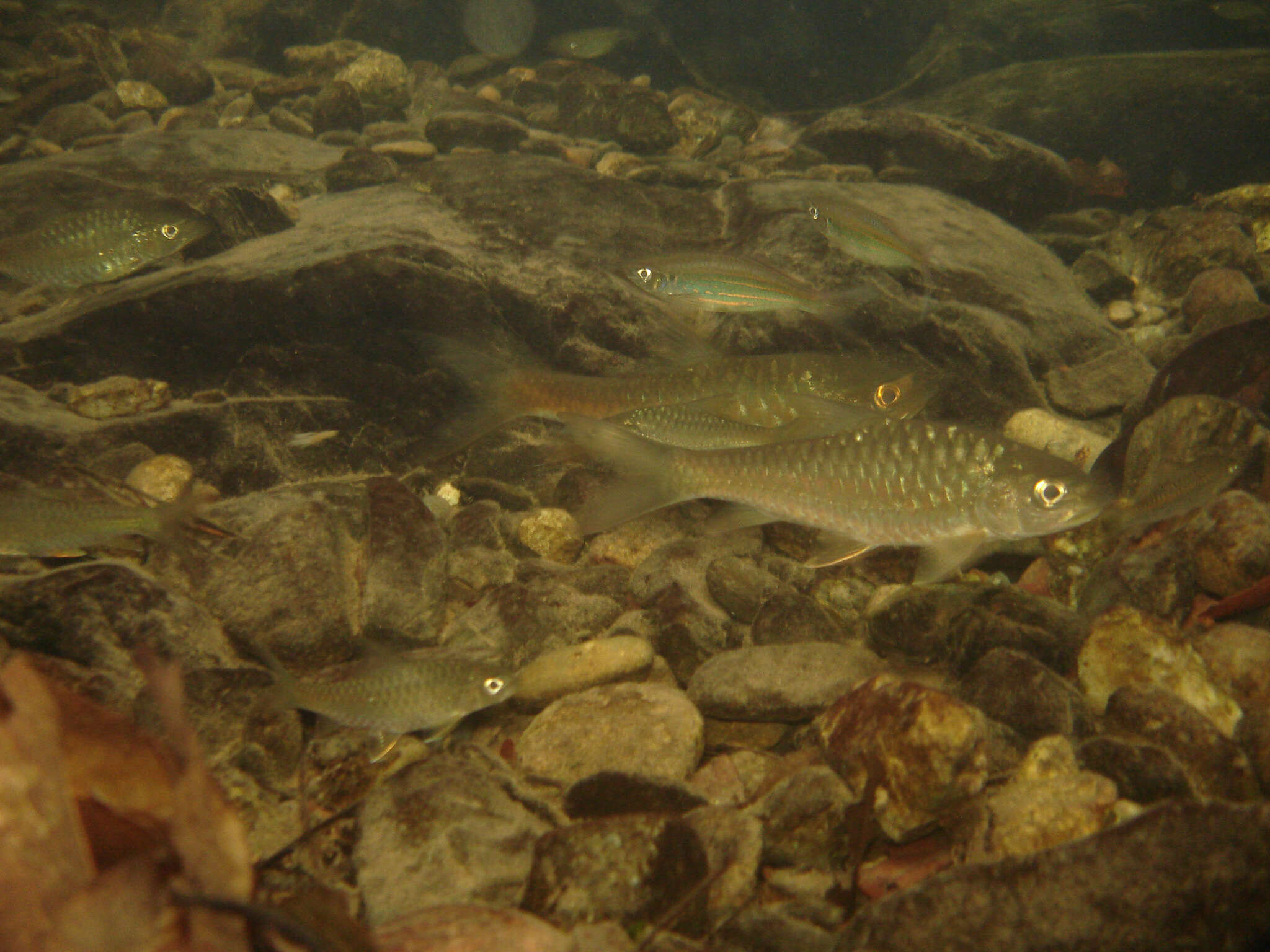 Image of Fowler&#39;s danio